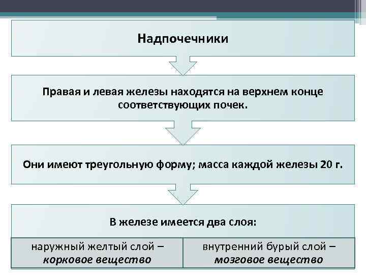 Надпочечники Правая и левая железы находятся на верхнем конце соответствующих почек. Они имеют треугольную