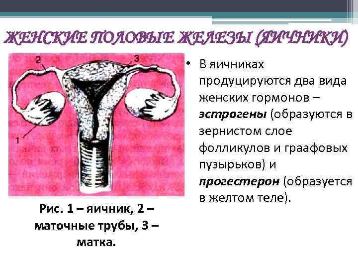 ЖЕНСКИЕ ПОЛОВЫЕ ЖЕЛЕЗЫ (ЯИЧНИКИ) Рис. 1 – яичник, 2 – маточные трубы, 3 –