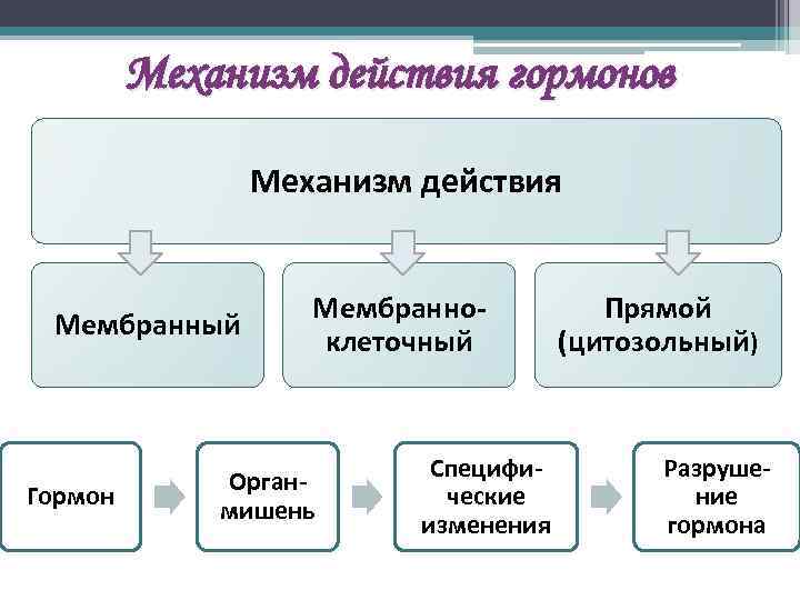 Механизм действия гормонов Механизм действия Мембранный Гормон Мембранноклеточный Органмишень Специфические изменения Прямой (цитозольный) Разрушение