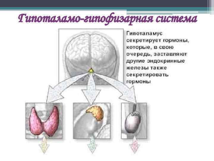 Гипоталамо-гипофизарная система 