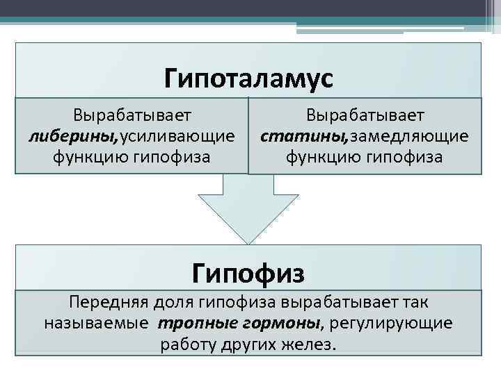 Гипоталамус Вырабатывает либерины, усиливающие функцию гипофиза Вырабатывает статины, замедляющие функцию гипофиза Гипофиз Передняя доля