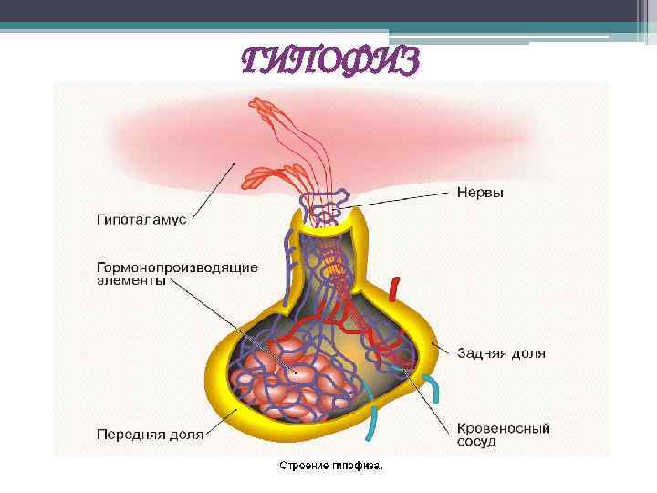 ГИПОФИЗ 