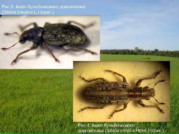 Рис. 3. Імаго бульбочкового довгоносика (Sitona lineatus L. ) (ориг. ) Рис. 4. Імаго