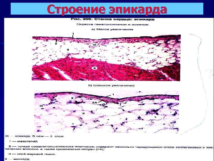Строение эпикарда 