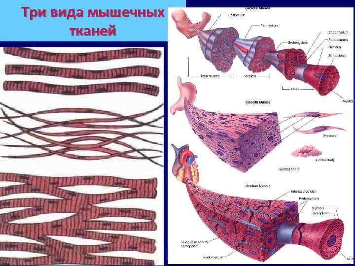 Три вида мышечных тканей 