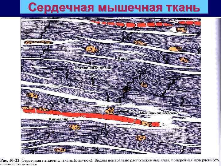 Сердечная мышечная ткань 