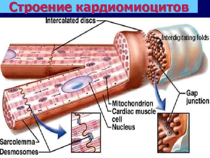 Строение кардиомиоцитов 