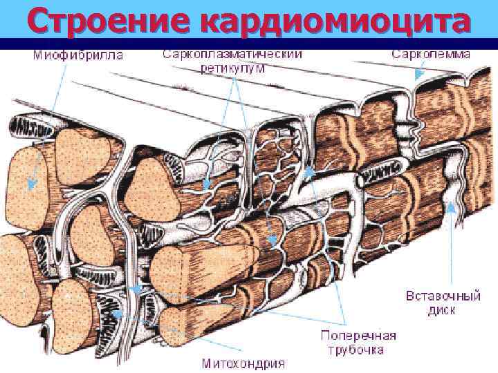 Строение кардиомиоцита 