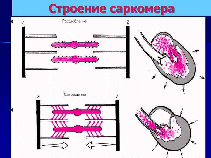 Строение саркомера 