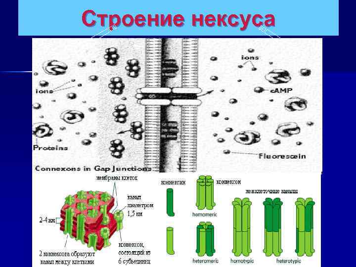 Строение нексуса КОННЕКСОН 42 