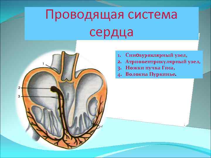 Проводящая система сердца 1. 2. 3. 4. Синоауриклярный узел, Атриовентрикулярный узел, Ножки пучка Гиса,