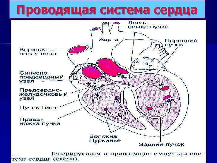 Митральный клапан гистология рисунок