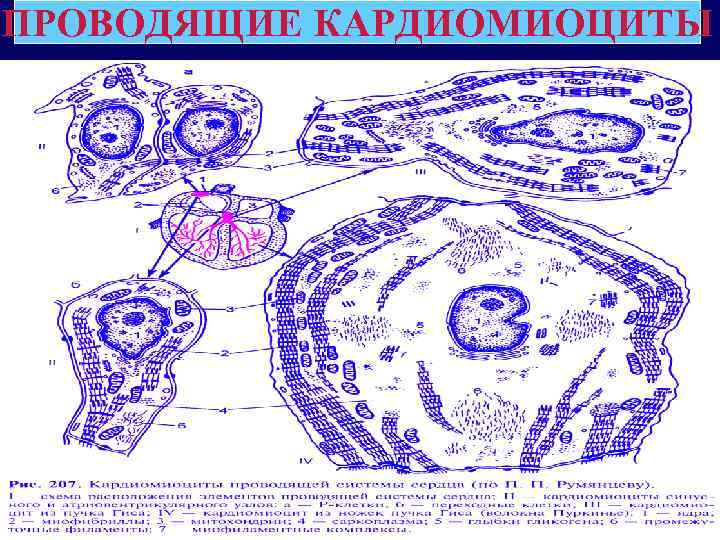 ПРОВОДЯЩИЕ КАРДИОМИОЦИТЫ 