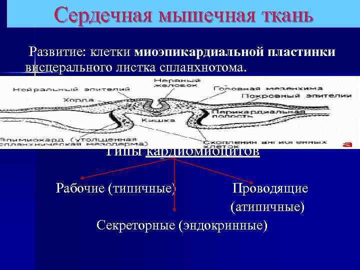 Сердечная мышечная ткань Развитие: клетки миоэпикардиальной пластинки висцерального листка спланхнотома. Типы кардиомиоцитов Рабочие (типичные)