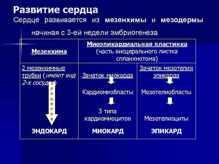 Развитие сердца Сердце развивается из мезенхимы и мезодермы начиная с 3 -ей недели эмбриогенеза