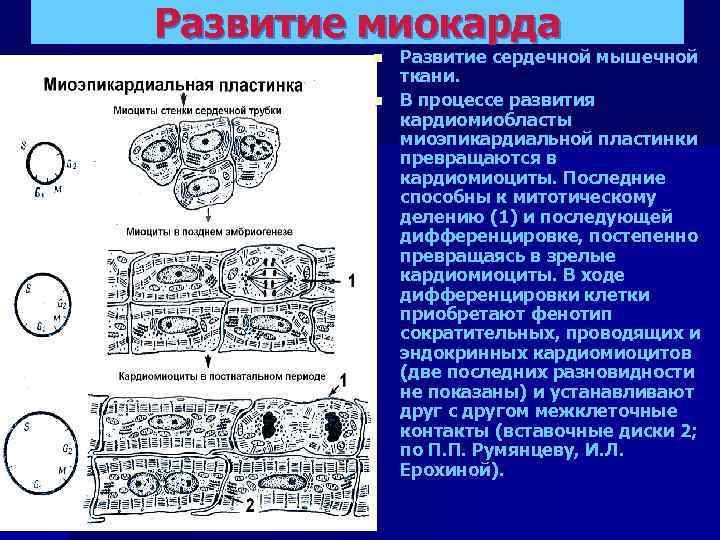 Развитие миокарда n n Развитие сердечной мышечной ткани. В процессе развития кардиомиобласты миоэпикардиальной пластинки