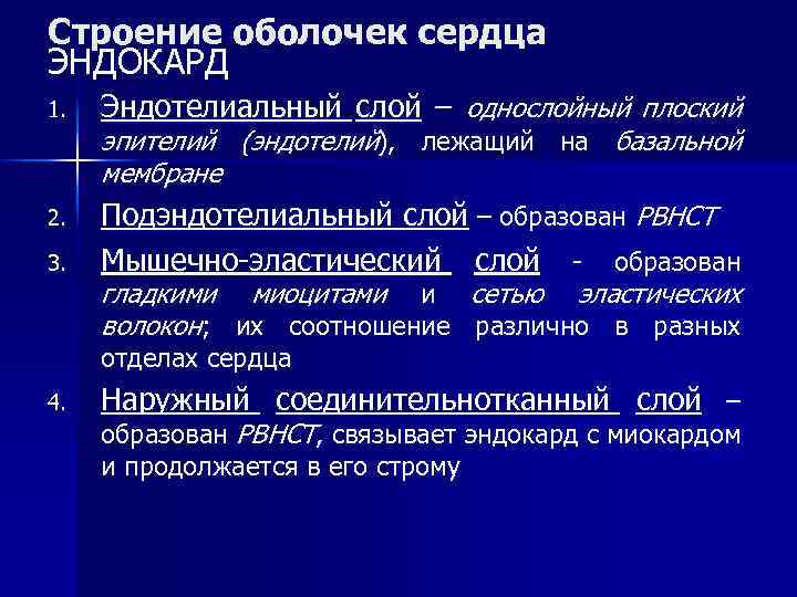 Строение оболочек сердца ЭНДОКАРД 1. Эндотелиальный слой – однослойный плоский 2. Подэндотелиальный слой –