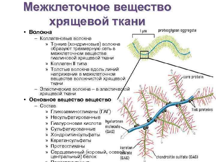 Межклеточное вещество хрящевой ткани • Волокна – Коллагеновые волокна » Тонкие (хондриновые) волокна образуют