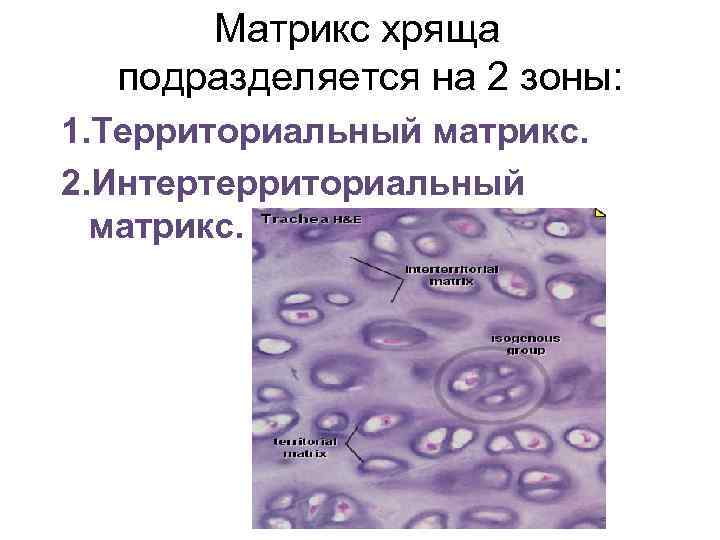 Матрикс хряща подразделяется на 2 зоны: 1. Территориальный матрикс. 2. Интертерриториальный матрикс. 