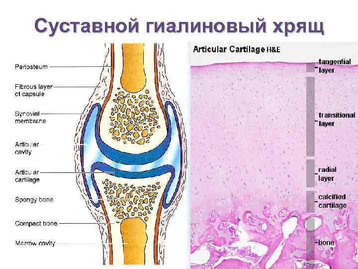 Гиалиновый хрящ рисунок