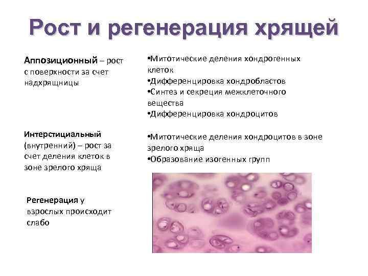 Рост и регенерация хрящей Аппозиционный – рост • Митотические деления хондрогенных клеток • Дифференцировка