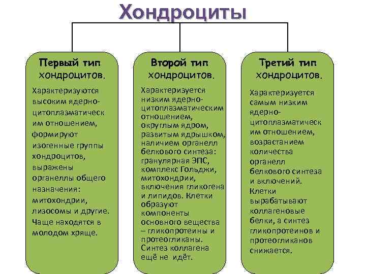 Хондроциты Первый тип хондроцитов. Второй тип хондроцитов. Характеризуются высоким ядерноцитоплазматическ им отношением, формируют изогенные