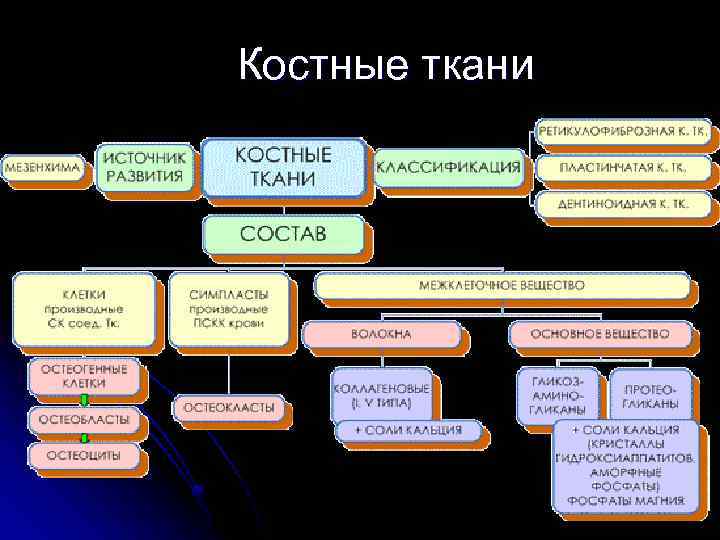 Костные ткани 