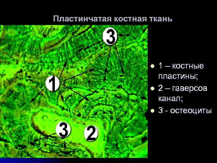 Пластинчатая костная ткань l l l 1 – костные пластины; 2 – гаверсов канал;