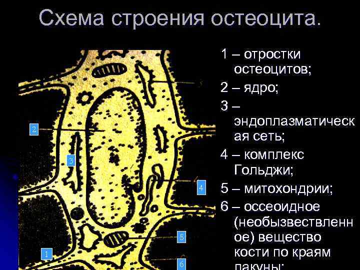 Схема строения остеоцита. 2 3 4 5 1 6 1 – отростки остеоцитов; 2