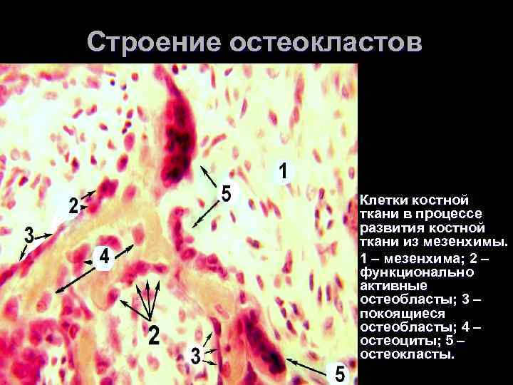 Схема строение остеокласта