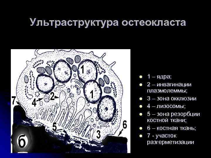 Схема строения остеобласта