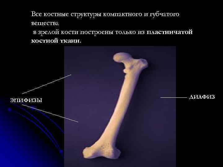 Пластинчатая губчатая костная ткань. Костная зрелость. Периостальное построение кости это. Постройка кость.