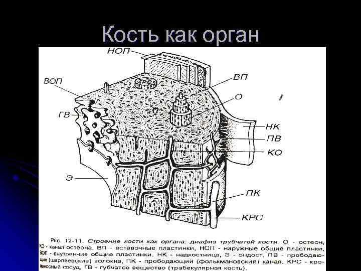 Кость как орган 