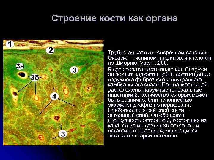 Строение кости как органа l l Трубчатая кость в поперечном сечении. Окраска тионином-пикриновой кислотой