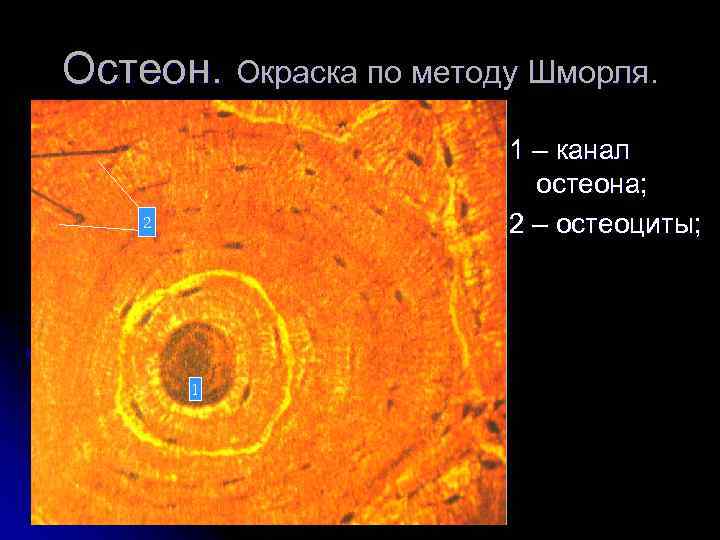 Остеон. Окраска по методу Шморля. 1 – канал остеона; 2 – остеоциты; 2 1