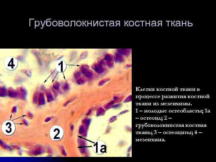 Презентация костная ткань гистология