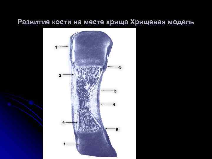 Развитие кости на месте хряща Хрящевая модель 