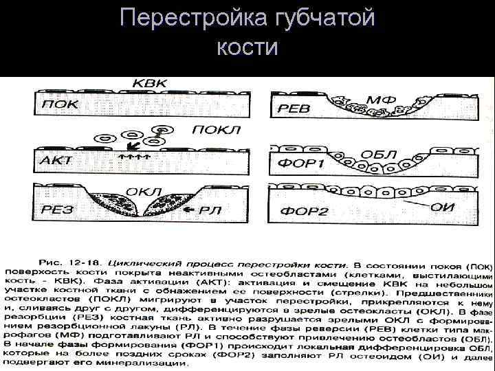 Перестройка губчатой кости 
