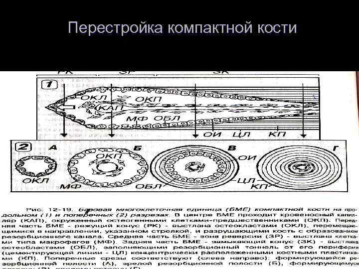 Перестройка компактной кости 