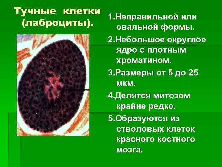 Тучные клетки 1. Неправильной или (лаброциты). овальной формы. 2. Небольшое округлое ядро с плотным
