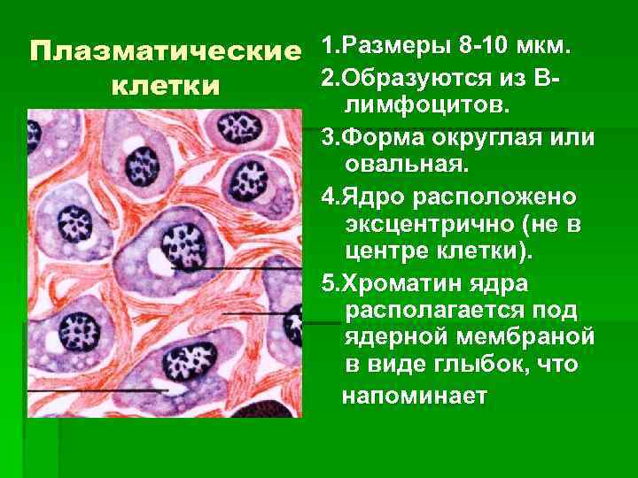 Видишь клетки. Плазматические клетки соединительной ткани. Эксцентрично расположенное ядро. Плазмоциты соединительной ткани. Функции плазматических клеток в соединительной ткани.