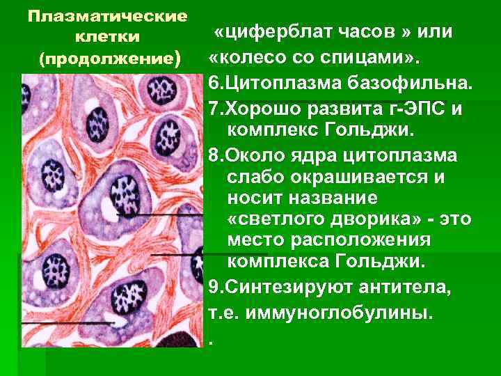 1 плазматическая клетка. Строение плазмоциты соединительной ткани. Плазматические клетки гистология. Плазматические клетки соединительной ткани. Плазмоциты в рыхлой соединительной ткани.