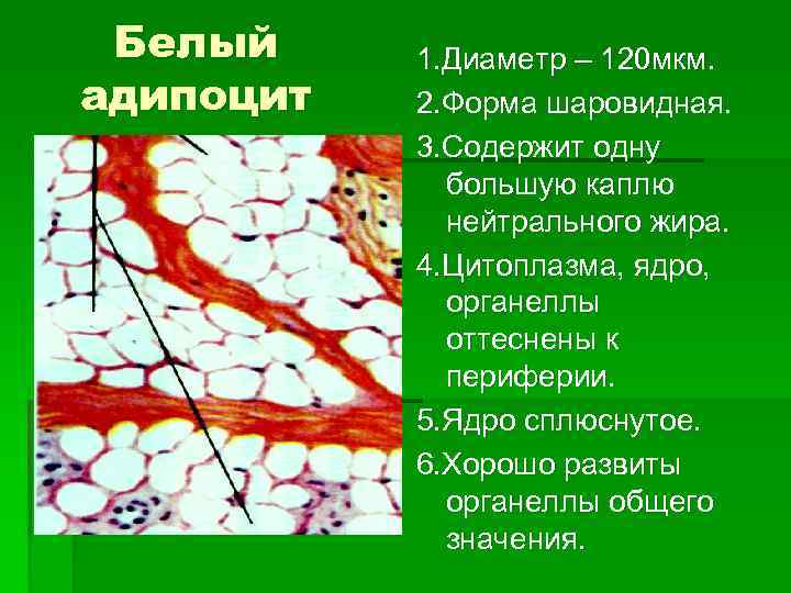Белый адипоцит 1. Диаметр – 120 мкм. 2. Форма шаровидная. 3. Содержит одну большую