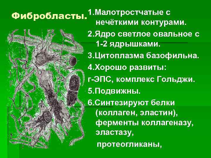 1. Малотростчатые с Фибробласты. нечёткими контурами. 2. Ядро светлое овальное с 1 -2 ядрышками.