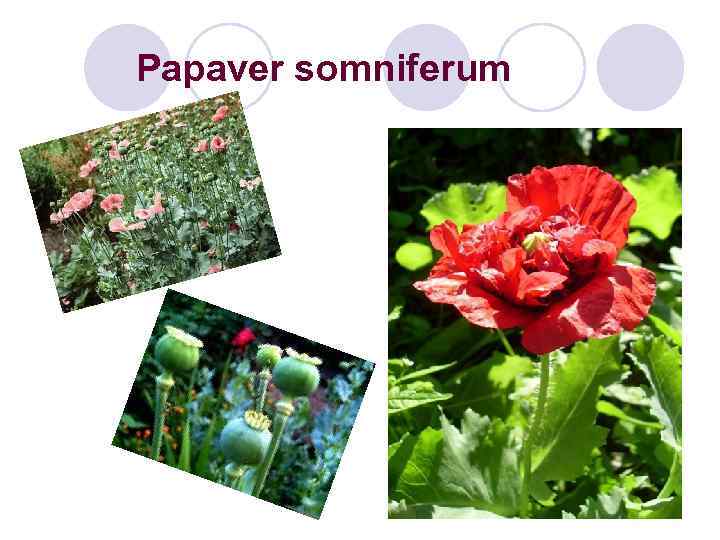 Papaver somniferum 