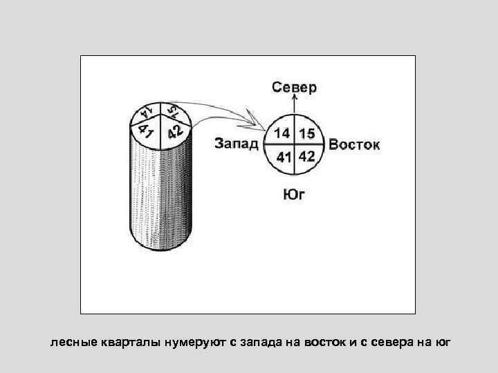 лесные кварталы нумеруют с запада на восток и с севера на юг 