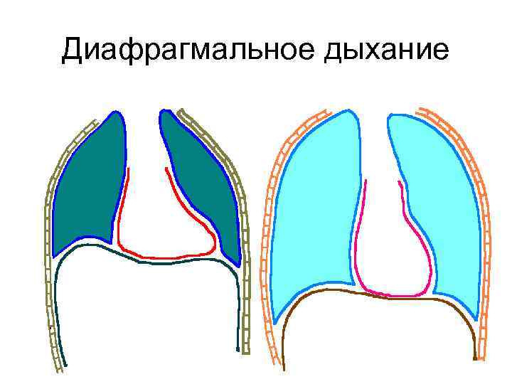 Общее дыхание