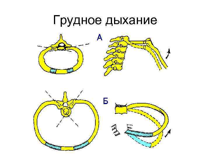 Грудное дыхание 