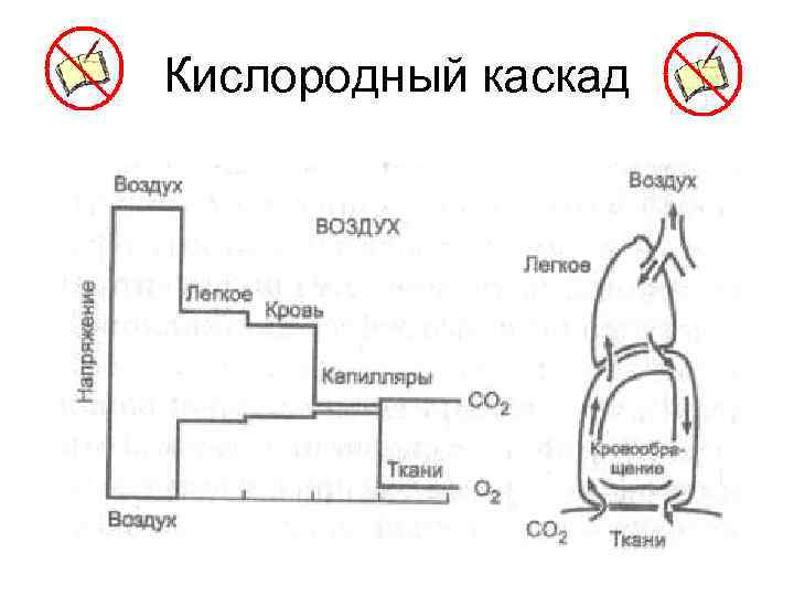 Кислородный каскад 