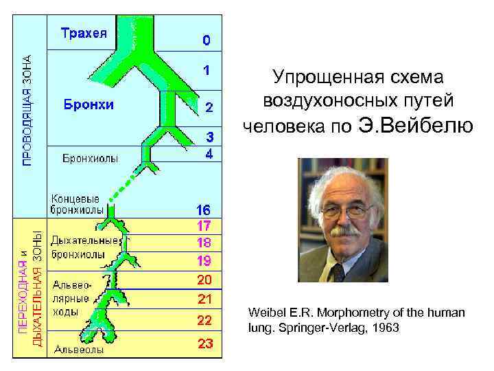 Воздухоносные пути по схеме вейбеля насчитывают